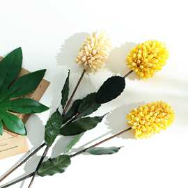 【山树】牡丹自然干花高端拍摄摆设艺术干燥姜女花家居道具大花朵