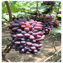 茉莉香葡萄苗 玫瑰香葡萄 口感甜带香味葡萄品种 无核早产葡萄苗