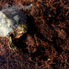Noromo Coconut Coconut Earth Coconut Tile Coconut Powder 70g Causted Cushion Material Spider Scorpion Scorpion