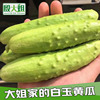 Shandong Haiyang White jade cucumber Cucumber fresh Season fruit Vegetables One piece On behalf of