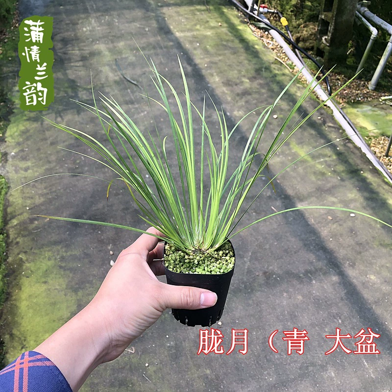 Оборотная Луна Аир Гидропоника Аир Трава Мох Мяч В Горшке Водное Растение Дзен Японский Канпу Трава Мгновенное Бонсай