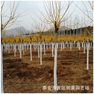 ��ُ8����9����10����15���ָߗU�޽ӽ�֦������ �S�𻱘���r��