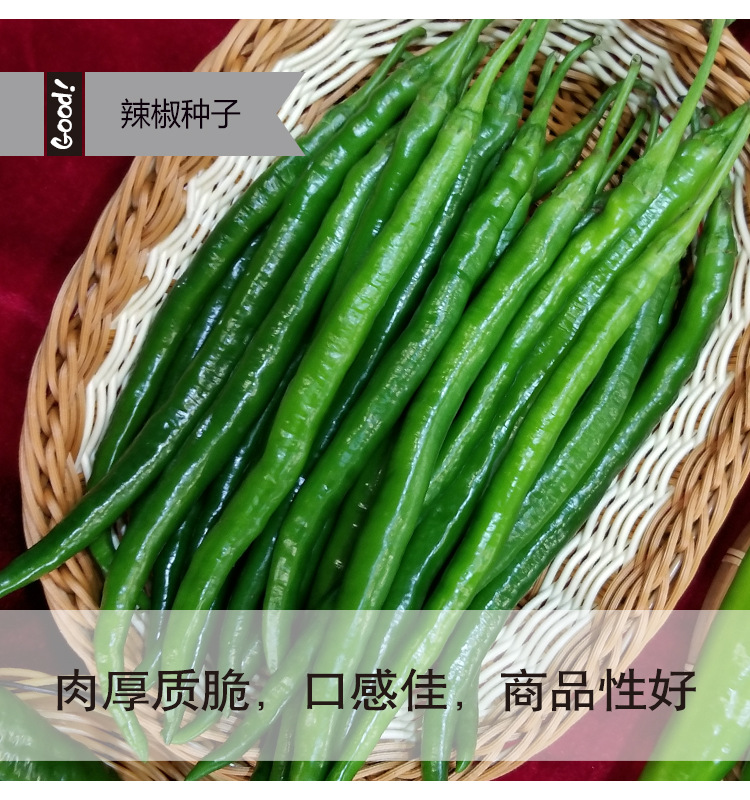 长盛二号线椒03-3