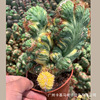 Base direct criticism of succulent cactus fairy ball plants Nan Guo Jade Yuxiong potted flowers and sandy green plants and transportation