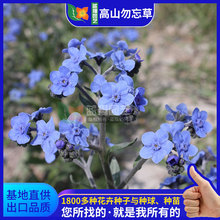 勿忘草種苗 勿忘草種苗批發 促銷價格 產地貨源 阿里巴巴