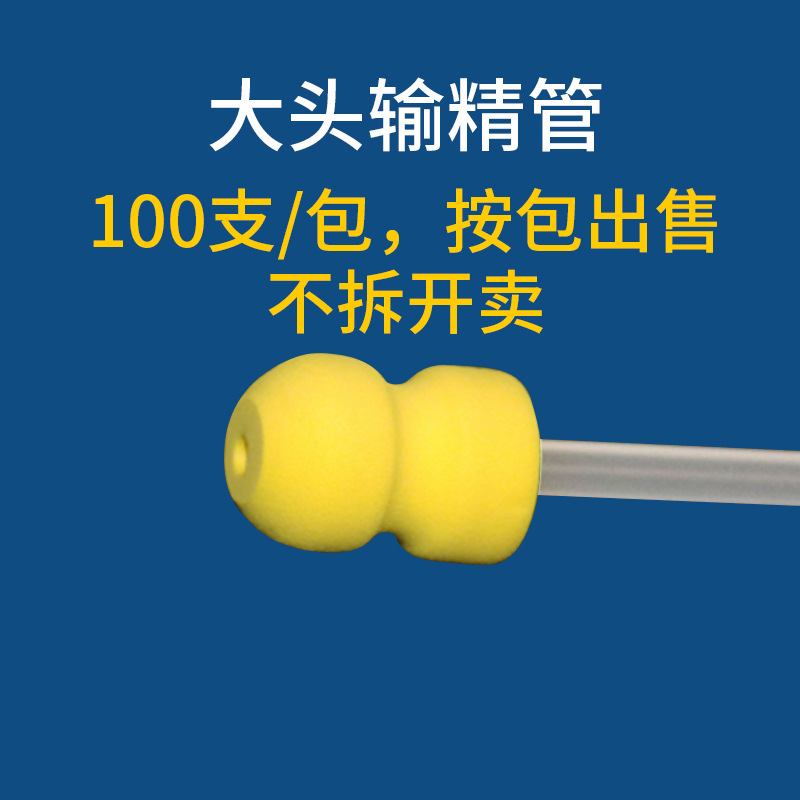 Cabeza grande vas deferens