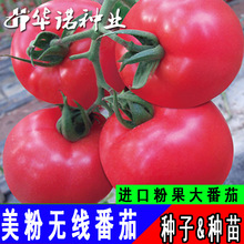 美國進口美粉無線粉果大番茄種子粉柿子西紅柿種子粉紅硬果番茄籽