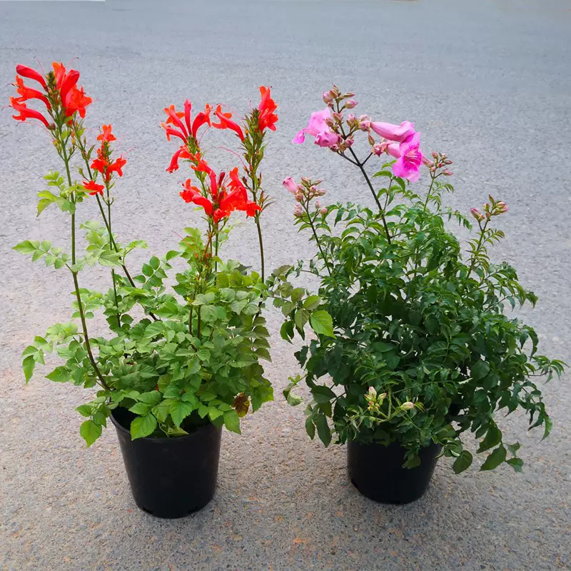 老桩盆栽好养花卉阳台藤本炮仗花喇叭花粉色凌霄花苗非洲凌霄
