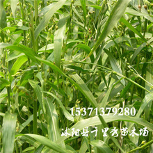 ���l޲�׷N��޲�����������ʠI�B�S��������ș�����·N�|���r��