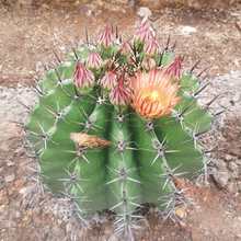 �������׷Q���� ������ֲ�� ���F�� �@�־��^ֲ�� ɳĮɳ��������