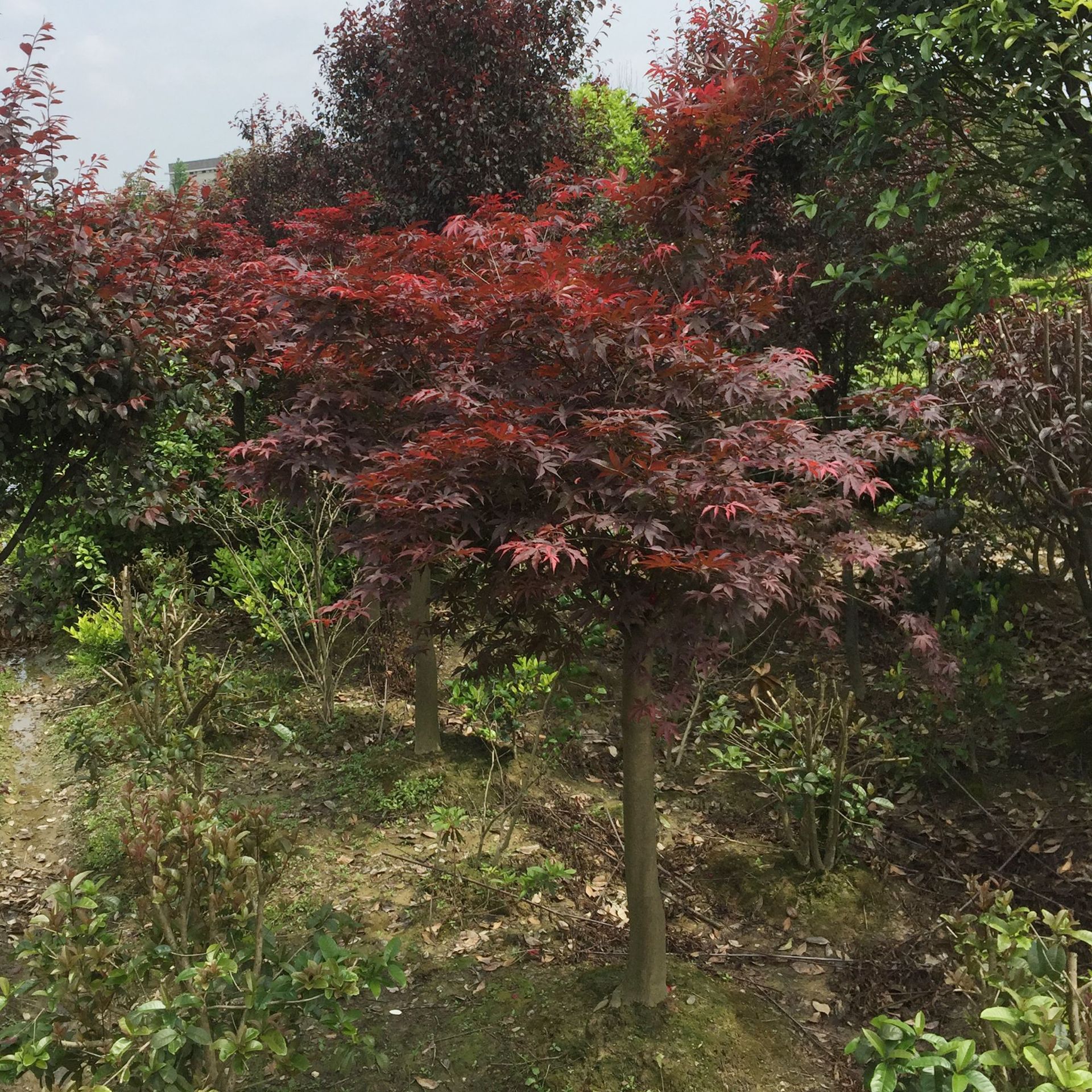 红枫树品种,红枫的种类有哪些,天王红枫什么品种(第10页)_大山谷图库