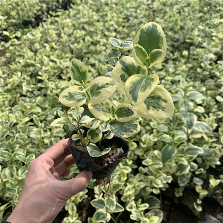 2020_04_20_09_25_IMG_5466