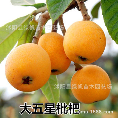 批发枇杷树苗枇杷之星-大五星枇杷苗果特大|ms