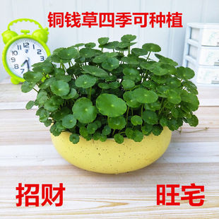 �~�X�����l���~���҃����Ի��ܾGֲ�G�}���m���X��ˮ��ֲ��