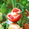 西红柿 5斤9斤云南西红柿水果|ru