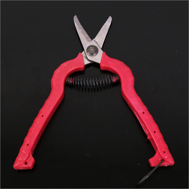 Rare fruit cutting, grape picking, citrus cutting, orange cutting, vegetable and fruit cutting, orchard pruning and picking scissors