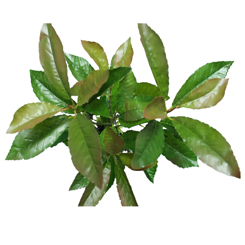 XRB-148 夏栎5叉枝3.jpg