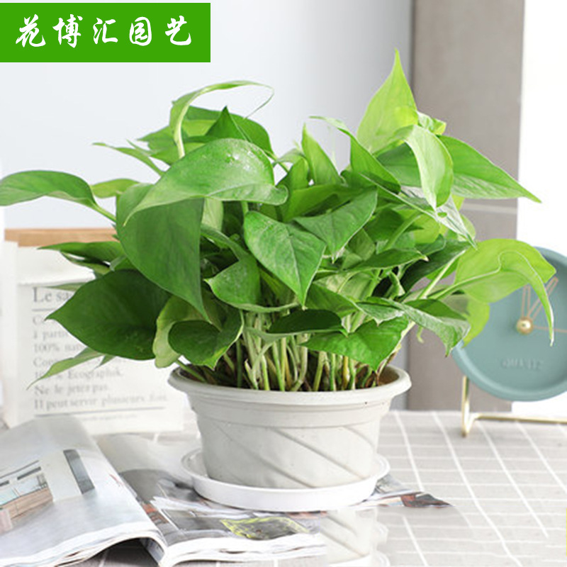 绿萝盆栽批发水培迷你植物室内花卉绿植吸甲醛办公室桌面基地直供 阿里巴巴