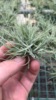 Air pineapple Amber Tillandsia Schiedeana Getting Started Empty Phoenix Farm Shipment