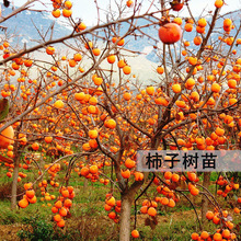 柿子苗树甜脆磨盘黑柿火晶柿子苗当年结果南方北方种植柿子树