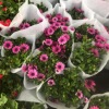 Wholesale various flowers potted courtyards office desktop viewing flowers green plantation orchid chrysanthemum hydrangea lavender plants