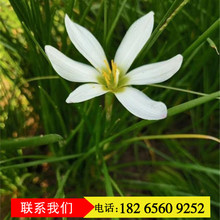 红花葱兰小苗现货  各种美化观赏花卉 韭兰花坛装饰植物