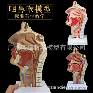 人体鼻口咽矢状解剖模型鼻腔咽口咽腔喉咽腔鼻腔口腔纵切模型 阿里巴巴