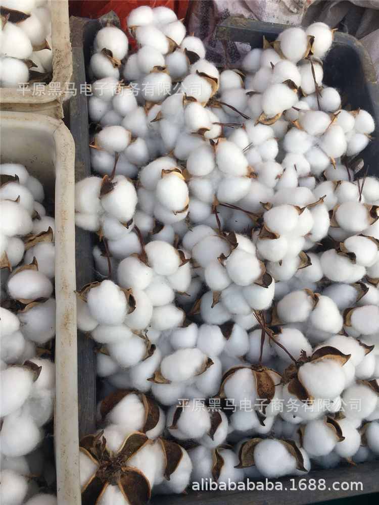 棉花头