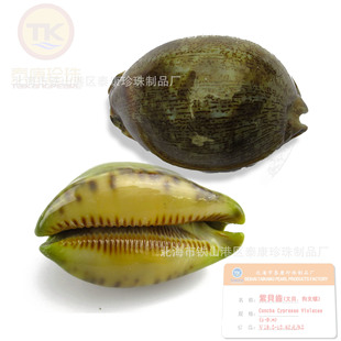 ������_�G_��ؐ�X��ConchaCypraeaeViolacae��Դș�ú����o���ޚ�