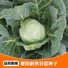 夏播甘藍種子特耐熱40度可種植露天種四季播抗病性好綠甘藍包菜孑