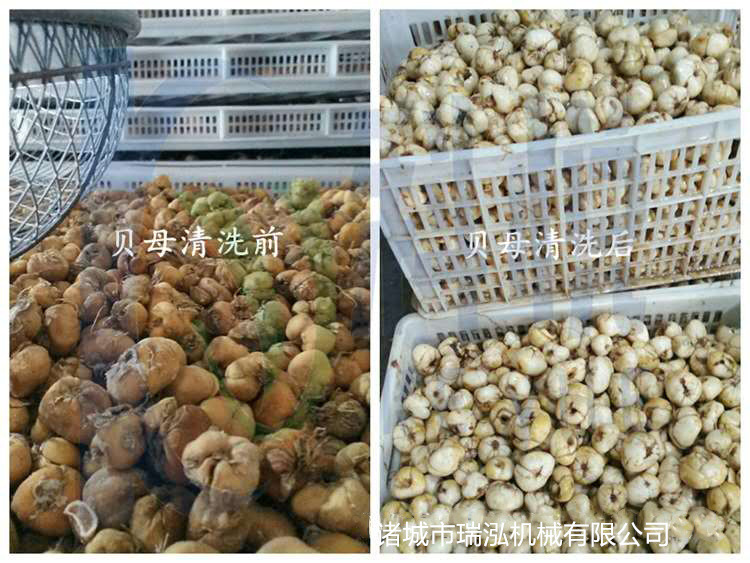 贝母清洗_副本