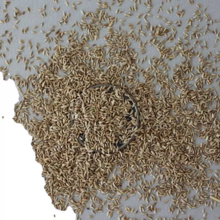 Трампле лужайки семени травы семени бермудаграссы семени лужайки Сидзигинг устойчивый