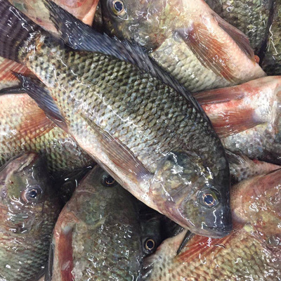 Seafood Tilapia Aquatic products wholesale Tilapia Restaurant express Food fish wholesale