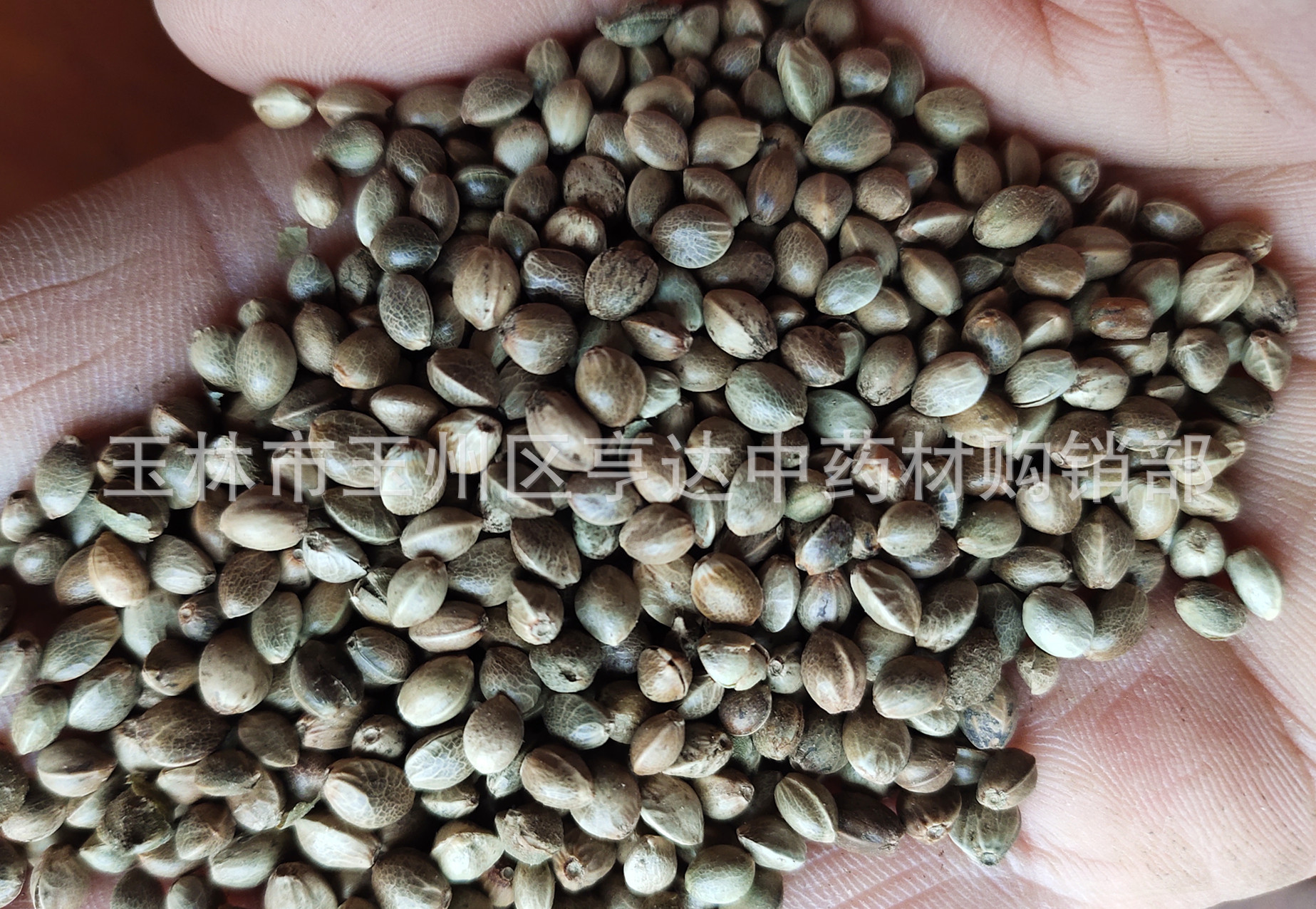 火麻仁 中药材麻子仁 火麻子 火麻籽 火麻仁带壳颗粒-阿里巴巴