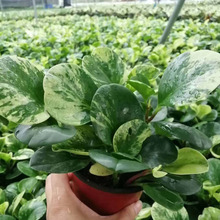 ������ֱ�����������ԾGֲ �Ӽһ���ֲ�� ���ݱ��� 110#���~����