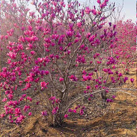 辛夷树价格 最新辛夷树价格 批发报价 价格大全 阿里巴巴