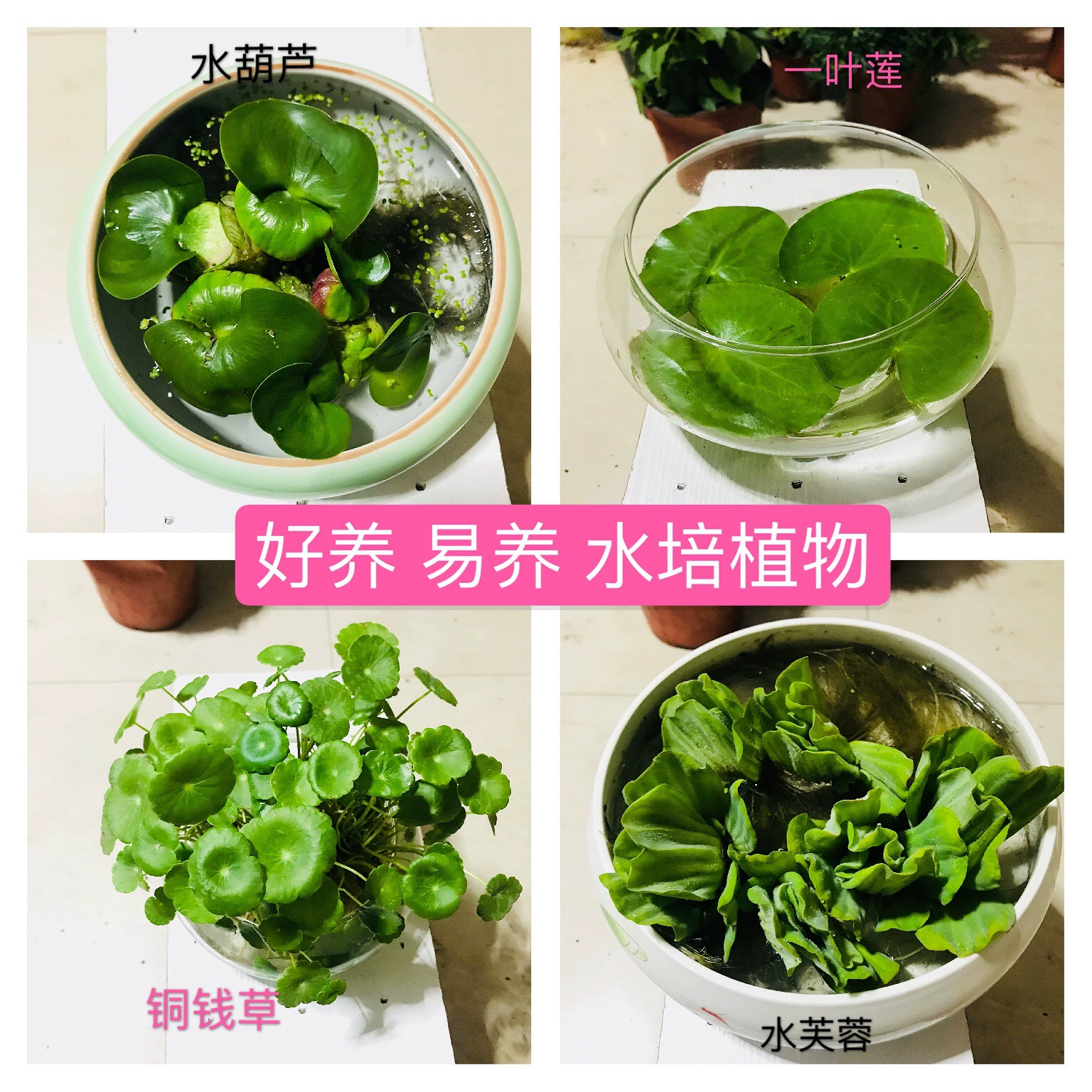 База оптом водные Гидропонные растения водный гиацинт вода Гибискус медь деньги трава количество листьев лотоса отличное гидропонное растение