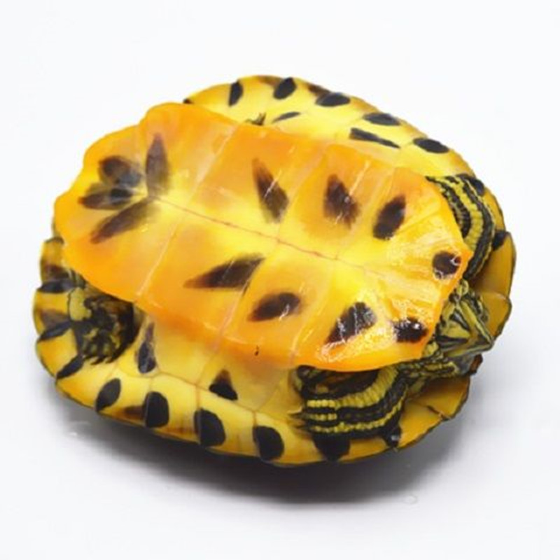 1582364484577[1]_副本