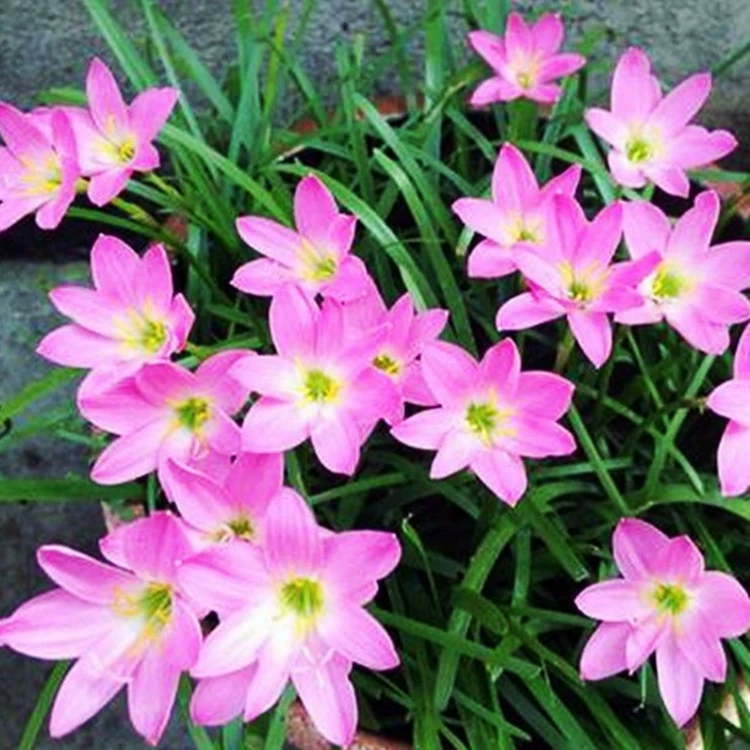 Ветер-дождь луковица орхидеи двойной лепесток Порея зеленый лук Орхидея рассада Lycoris Radiata двор клумба Четыре сезона цветы зеленые растения семена в горшках