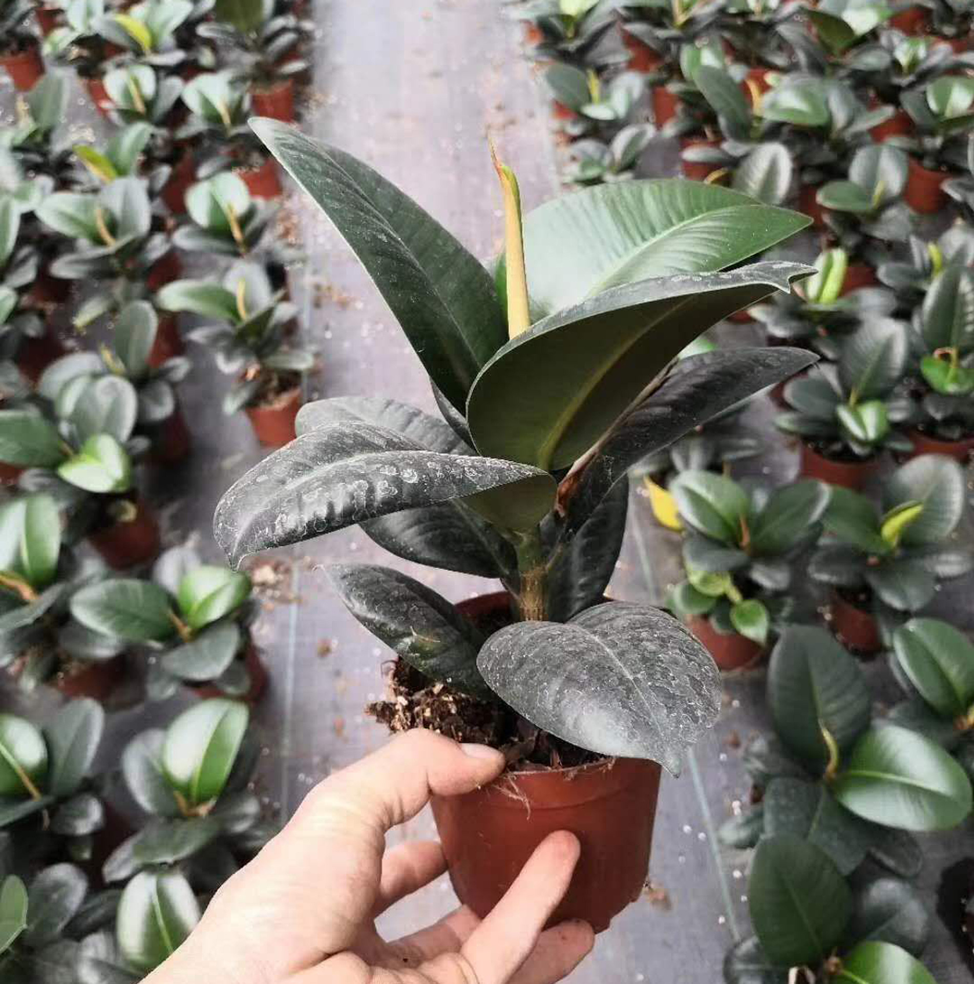 American Ficus #120 Potted Plant Air Purifying Houseplant 4