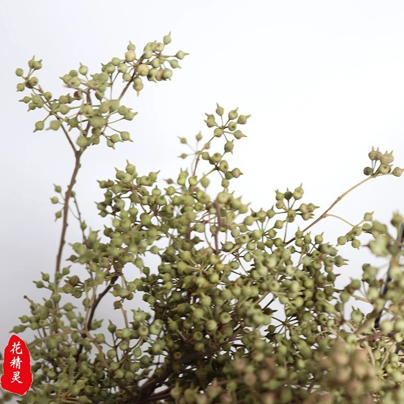 Изделие: Xiaomi Фрукт Натуральный Сухоцвет Маленькое Зелёное Фруктовое Плавающее Цветок Домашнее Украшение Подливка Стрельба Правильный Производитель Юньнань оптом