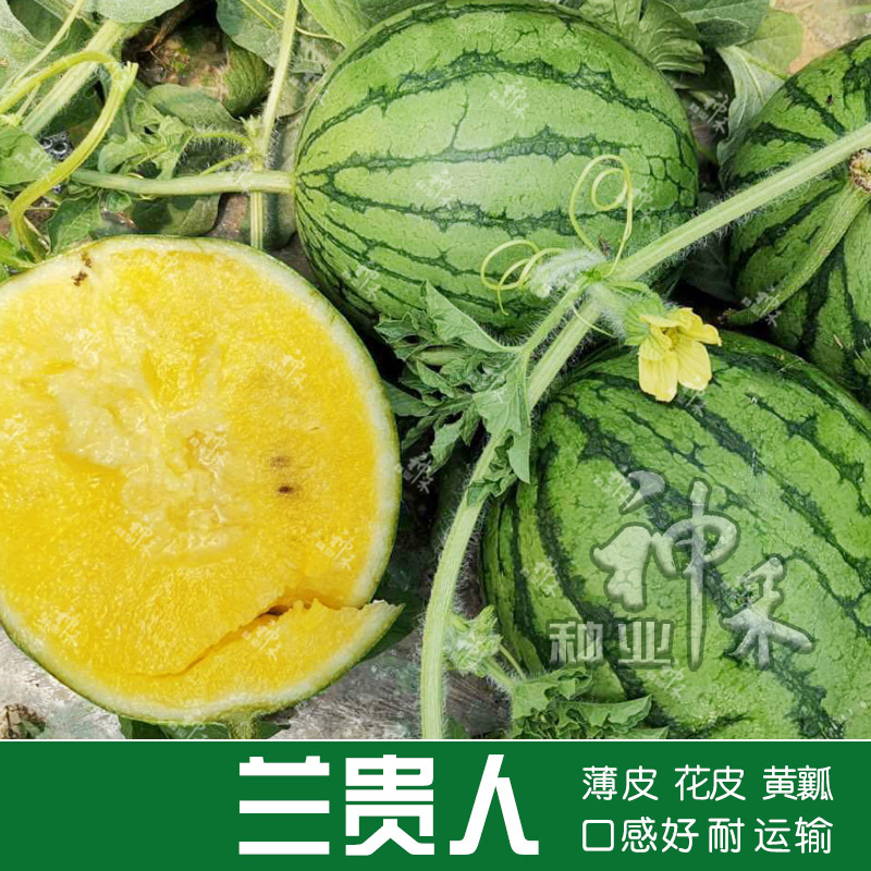 Vegetables watermelon seed Yellow skin Watermelon seed Tokyo Lan elegant gift watermelon seed Four seasons balcony