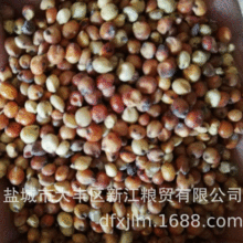 供应 美国进口高粱 量大价优厂家批发