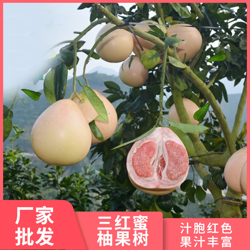 广西地基包邮批发三红蜜柚 嫁接福建平和琯溪红心蜜柚 柚子树