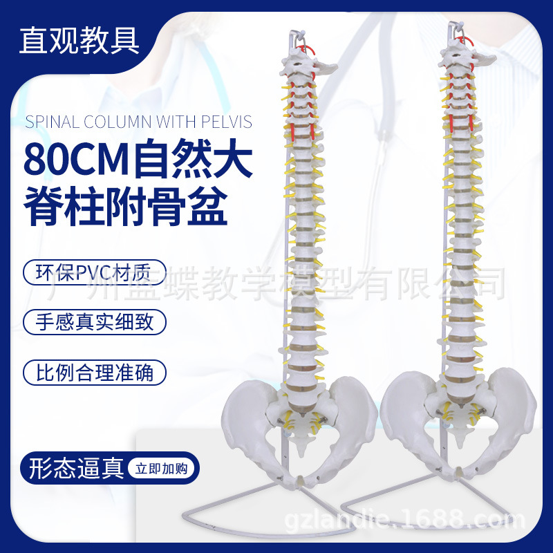80CM成人1：1自然大脊椎带椎间盘神经 脊柱颈椎胸椎尾椎盆骨模型