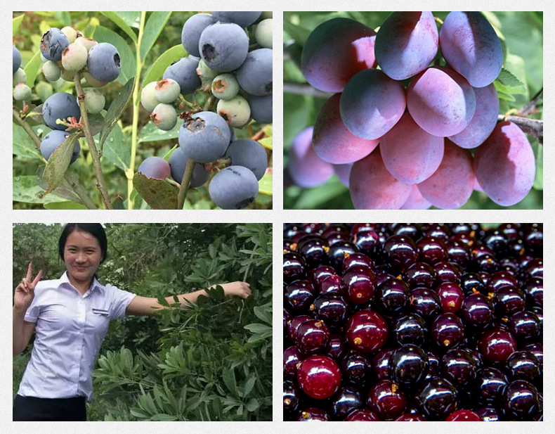 Dried Dark Plum Wu Mei 500g Sun-Dried Smoked Plum for Sour Plum Drink and Herbal Decoction preparation