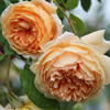欧月大苗玛格丽特王妃藤本月季大苗爬藤玫瑰攀援蔷薇大苗庭院植物