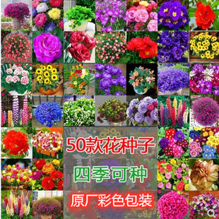 蔦蘿花圖片 海量高清蔦蘿花圖片大全 阿里巴巴