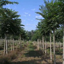 23公分臭椿價格 苗木價格 臭椿樹價格 種植基地