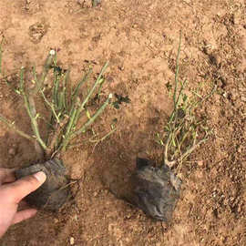 耐寒丰花月季价格 精品多色月季种植基地 北京红帽子工程苗